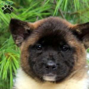 Joy, Akita Puppy