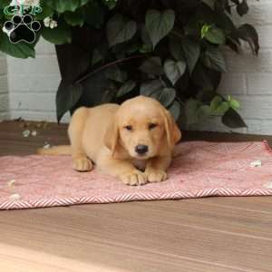 Joy, Golden Labrador Puppy
