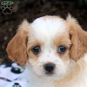 Joy, Cavapoo Puppy