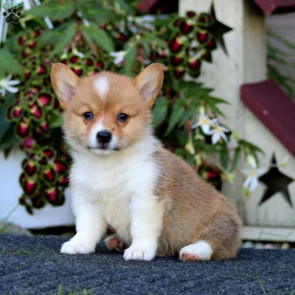 Joy, Pembroke Welsh Corgi Puppy