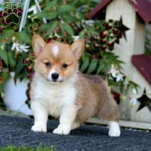 Joy, Pembroke Welsh Corgi Puppy