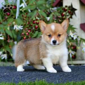 Joy, Pembroke Welsh Corgi Puppy