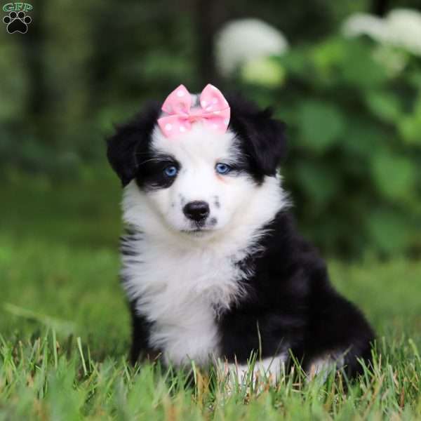 Joy, Miniature Australian Shepherd Puppy