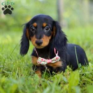 Joy, Dachshund Puppy