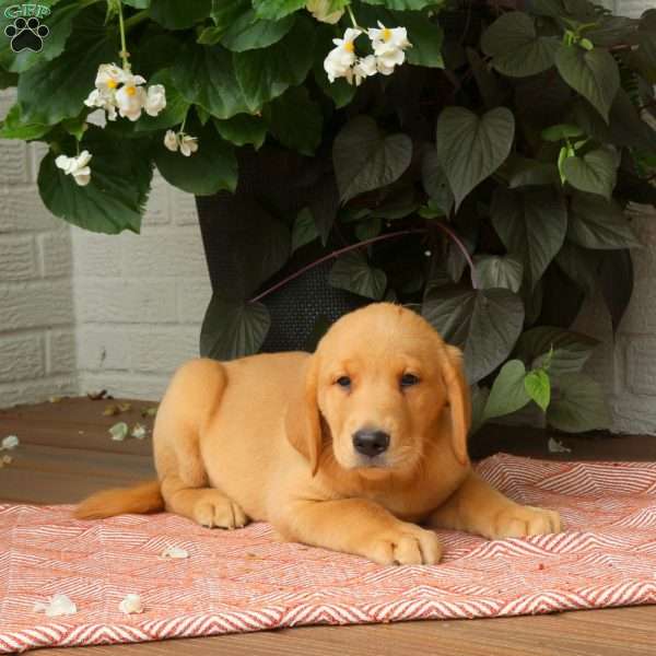 Joey, Golden Labrador Puppy