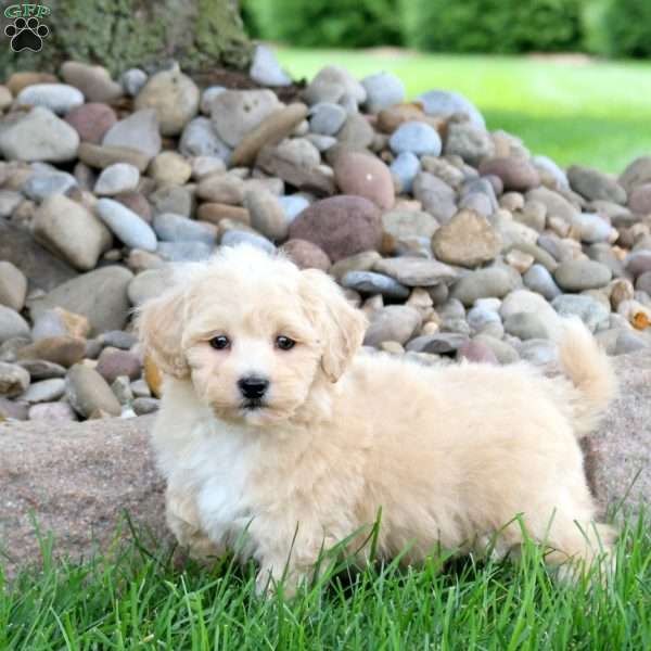 Judah, Bich-Poo Puppy