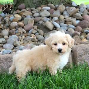 Judah, Bich-Poo Puppy