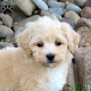 Judah, Bich-Poo Puppy