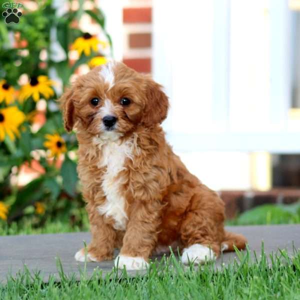 Judas, Cavapoo Puppy