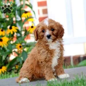 Judas, Cavapoo Puppy