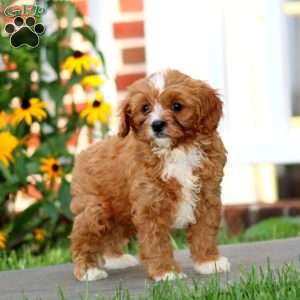 Judas, Cavapoo Puppy