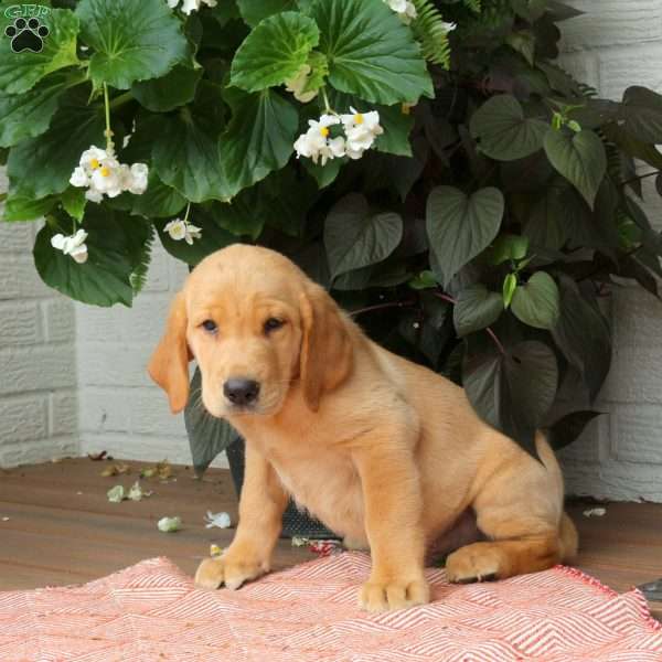 Jude, Golden Labrador Puppy