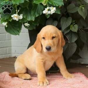 Jude, Golden Labrador Puppy
