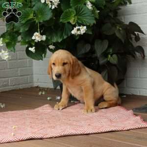 Jude, Golden Labrador Puppy
