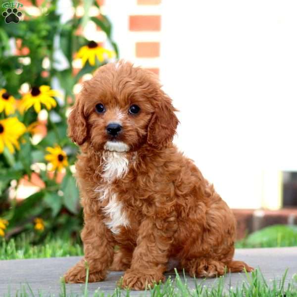 Jude, Cavapoo Puppy