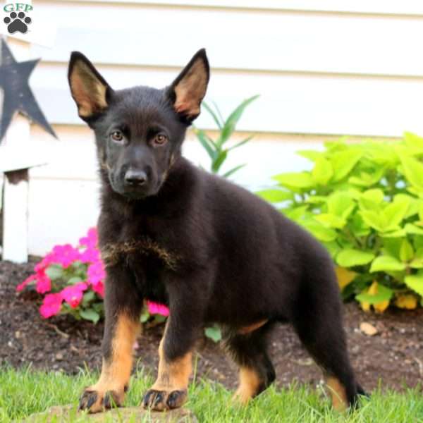Jude, German Shepherd Puppy