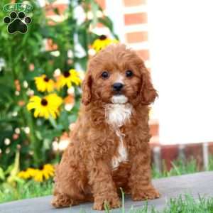 Jude, Cavapoo Puppy