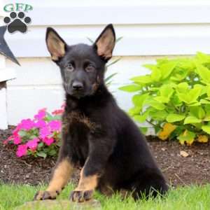 Jude, German Shepherd Puppy