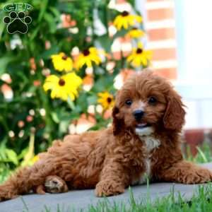 Jude, Cavapoo Puppy