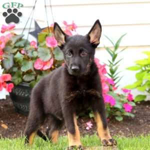 Jude, German Shepherd Puppy
