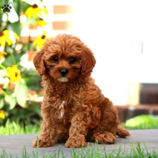 Judith, Cavapoo Puppy