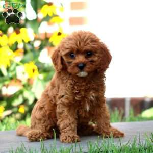 Judith, Cavapoo Puppy