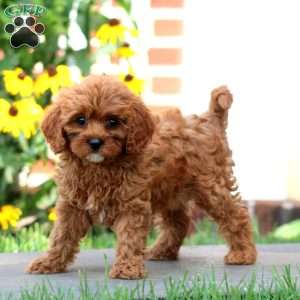 Judith, Cavapoo Puppy