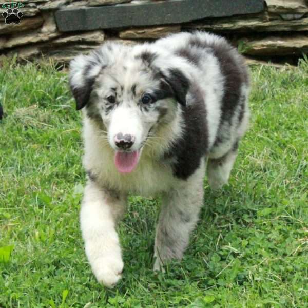 Julep, Australian Shepherd Puppy