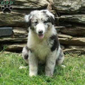 Julep, Australian Shepherd Puppy
