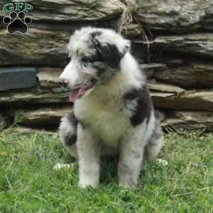 Julep, Australian Shepherd Puppy