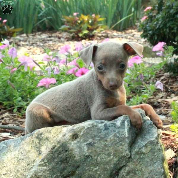 Julie, Miniature Pinscher Puppy