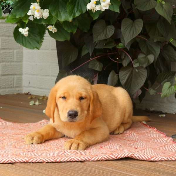Julie, Golden Labrador Puppy