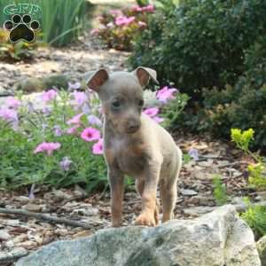 Julie, Miniature Pinscher Puppy