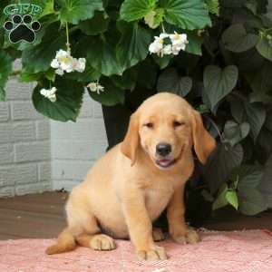 Julie, Golden Labrador Puppy