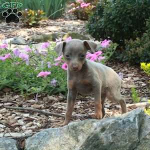 Julie, Miniature Pinscher Puppy