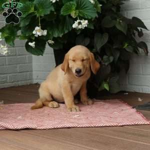 Julie, Golden Labrador Puppy