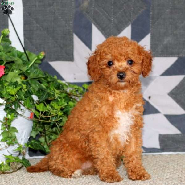 Julie, Miniature Poodle Puppy