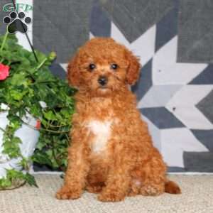 Julie, Miniature Poodle Puppy