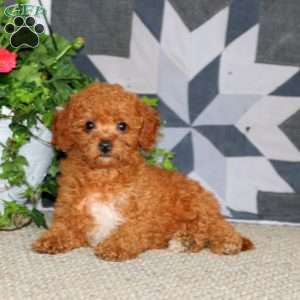 Julie, Miniature Poodle Puppy