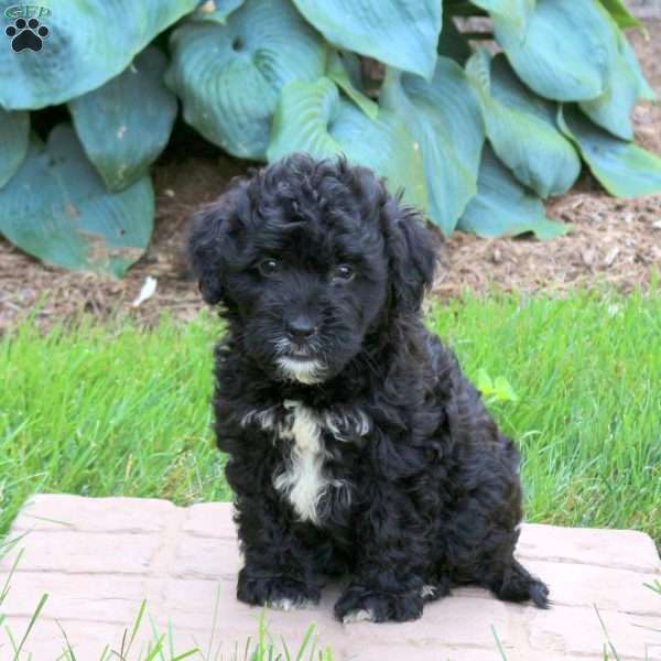 Juliet, Mini Golden Mountain Doodle Puppy