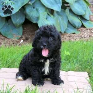 Juliet, Mini Golden Mountain Doodle Puppy