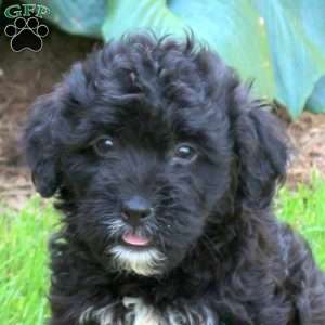 Juliet, Mini Golden Mountain Doodle Puppy