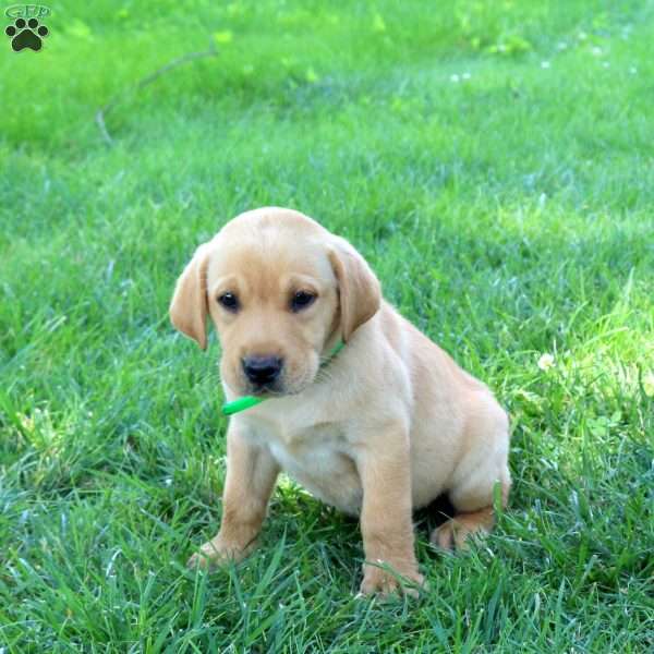 Jumper, Fox Red Labrador Retriever Puppy