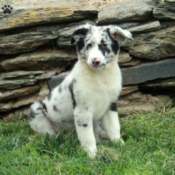 Jumper, Australian Shepherd Puppy