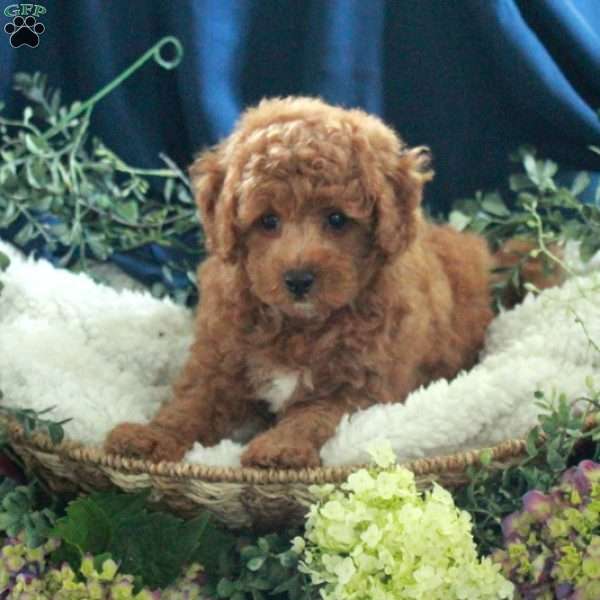 Jumper, Miniature Poodle Puppy