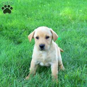 Jumper, Fox Red Labrador Retriever Puppy