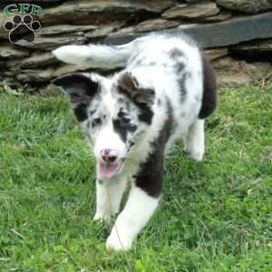 Jumper, Australian Shepherd Puppy