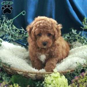 Jumper, Miniature Poodle Puppy
