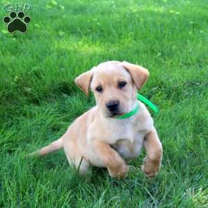 Jumper, Fox Red Labrador Retriever Puppy