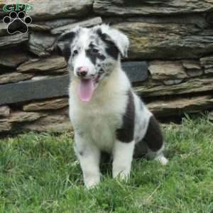 Jumper, Australian Shepherd Puppy